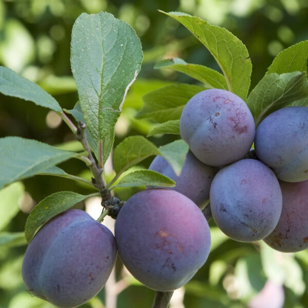 Prunier Domestica Italian plum tree
