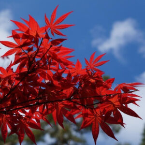 acer palmatum bloodgood érable du japon japonais japanese maple