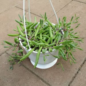 senecio ruby necklace