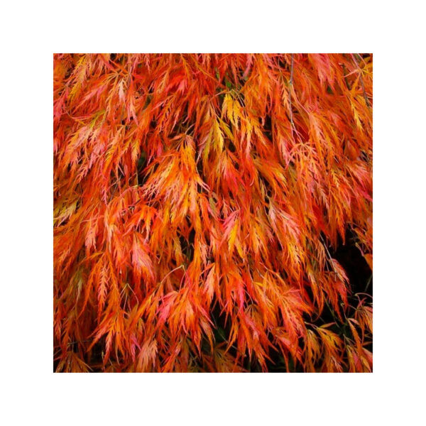 Acer palmatum dissectum Orangeola érable japonais japanese maple