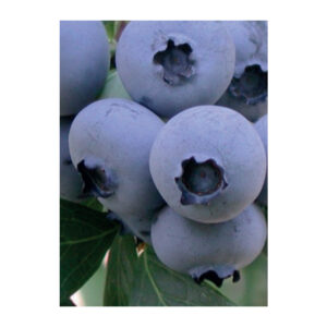 Bleuet Bonus blueberry vaccinium