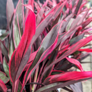 Cordyline Red Sensation
