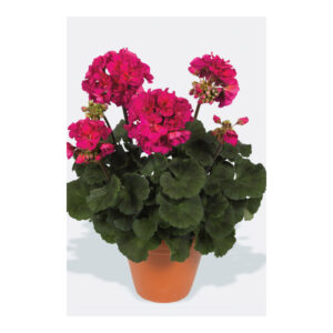 Géranium Darko Neon Purple