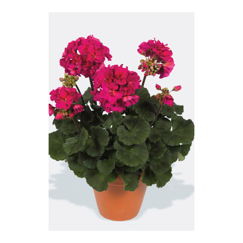 Géranium Darko Neon Purple