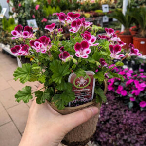 Géranium Mosquitaway Nova