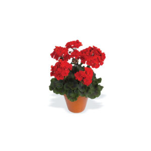 Pelargonium Darko Deep Red