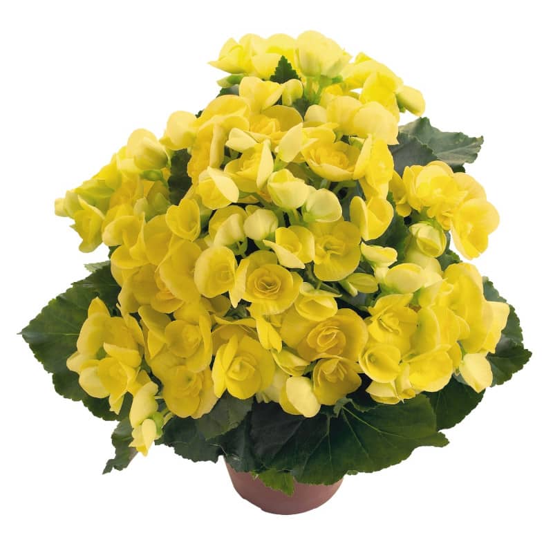 begonia elatior blitz jaune