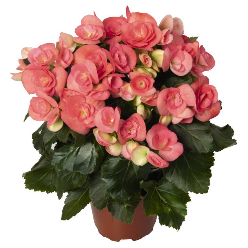 begonia elatior netja dark