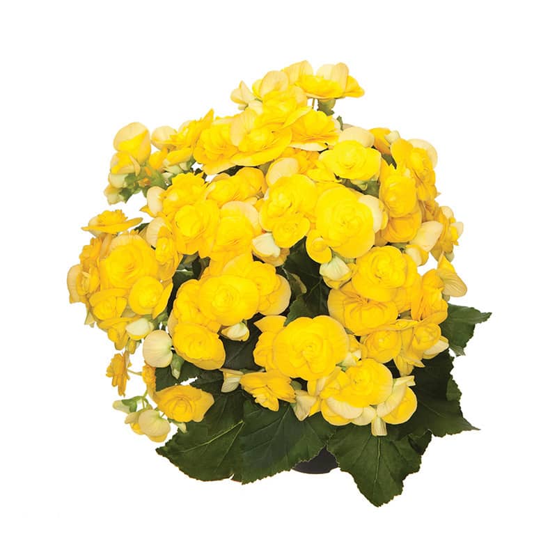 begonia elatior rebecca jaune