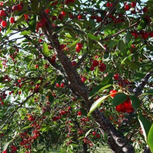 cerisier montmorency cherry tree