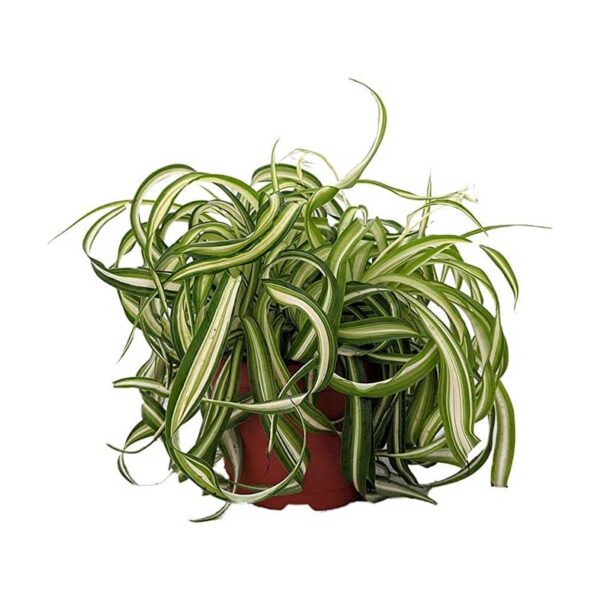chlorophytum frisé plante araignée