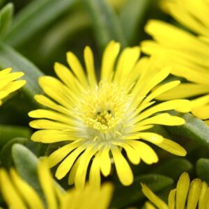 delosperma golden wonder
