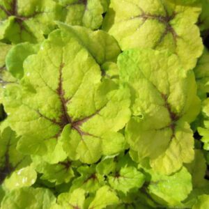 heuchera catching fire