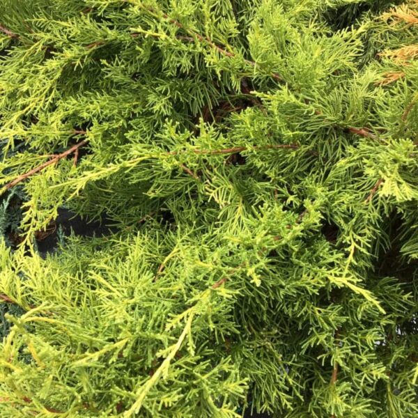 juniperus chinensis gold star