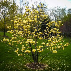 magnolia yellow bird