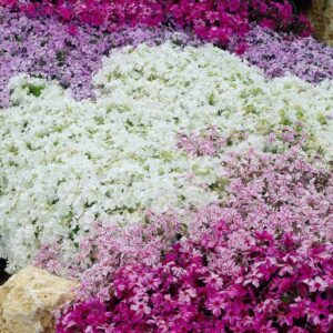 phlox subulata couvre-sol