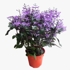 plectranthus magic mona