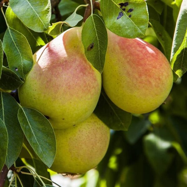 poirier beaute beauté flamande beauty pear tree