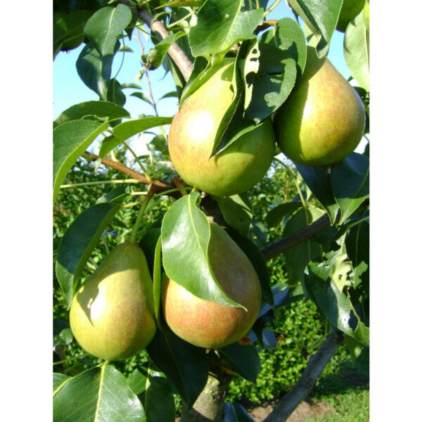 poirier clapp pear tree