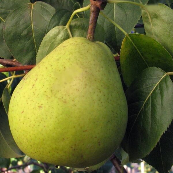 poirier john pear tree