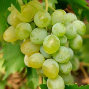 raisin kay gray grape vitis