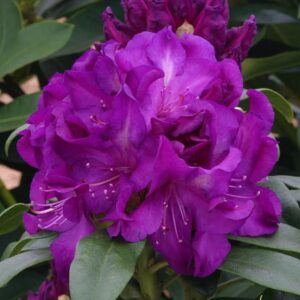 rhododendron purple passion