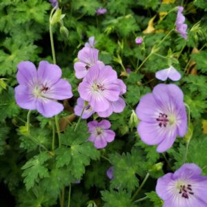 origanum drop of jupiter