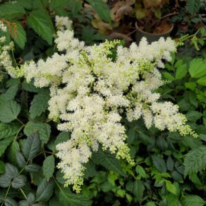 Astilbe Bridal Veil