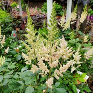 Astilbe Vision Inferno