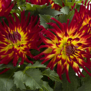 Dahlia Labella Maggiore Fire