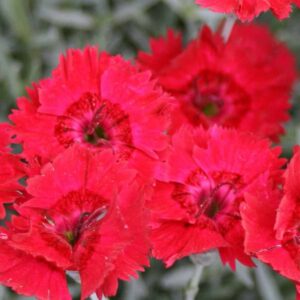 Dianthus Firestar Oeillet