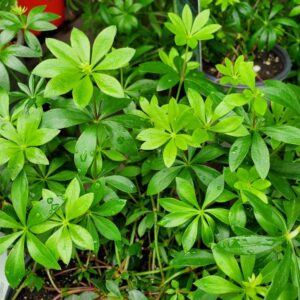 Galium Odoratum