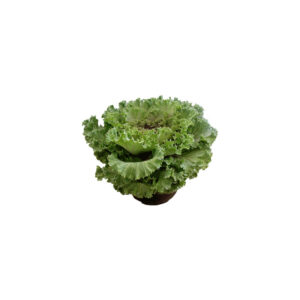 Kale jumbo