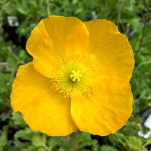 Pavot Wonderland Mix