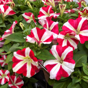 Petunia Amore King of Hearts
