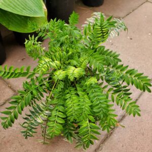 Polemonium Yezoense Kaleidoscope