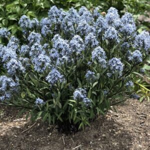 amsonia storm cloud