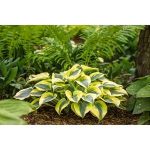 hosta autumn frost