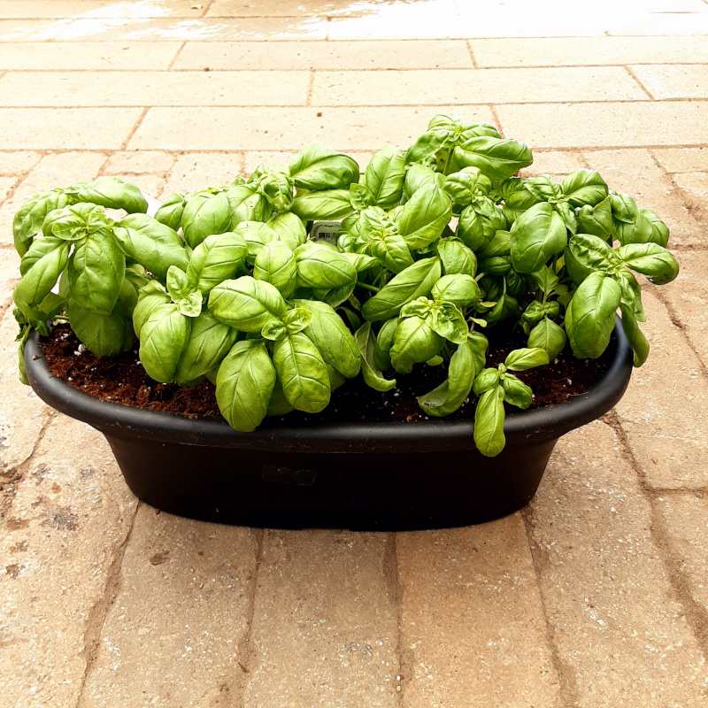 balconnière basilic biologique