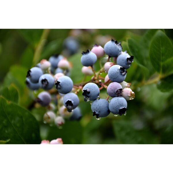 bleuet bluecrop blueberry vaccinium