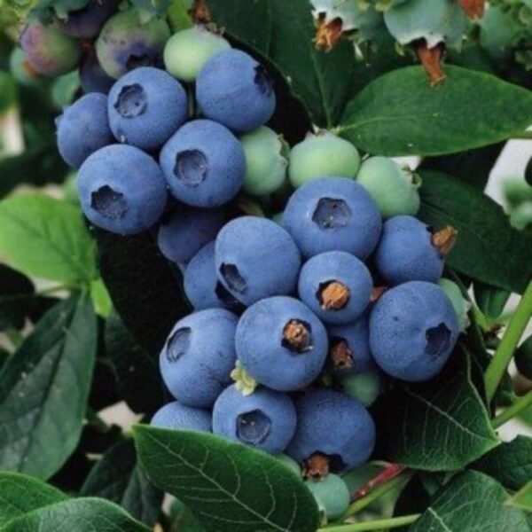 bleuet chippewa blueberry