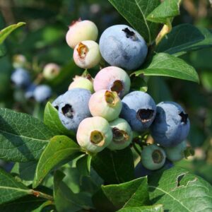 bleuet elliot vaccinium blueberry