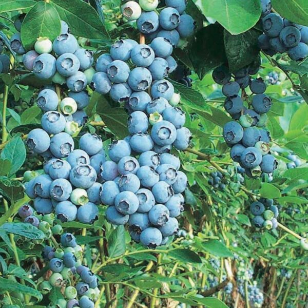 bleuet northblue blueberry vaccinium