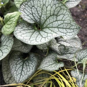 brunnera queen of hearts