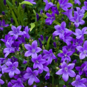 campanula clockwise deep blue campanule