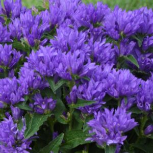 campanula genti blue