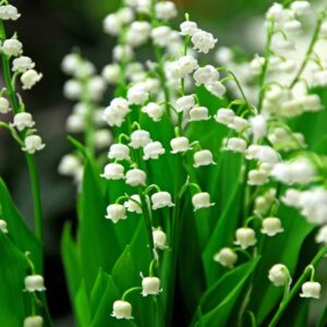 muguet convalaria majalis