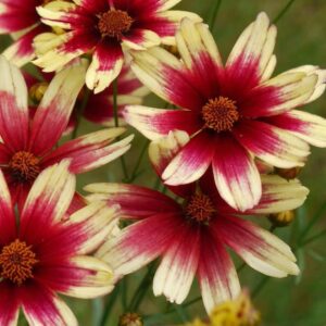coreopsis red chiffon