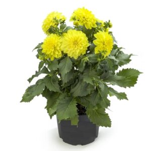 dalia maggiore fun chocolat