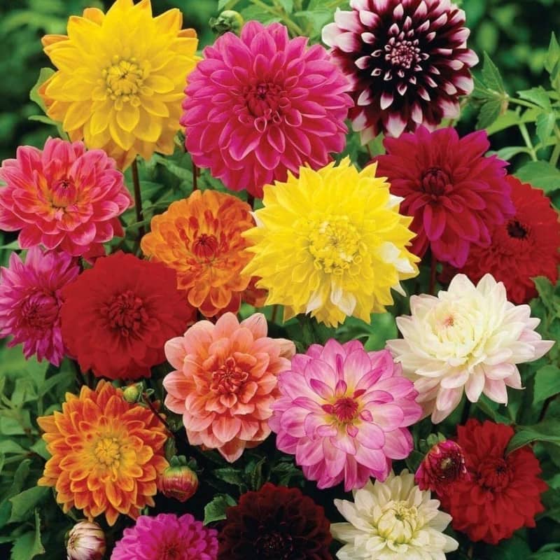 dahlia